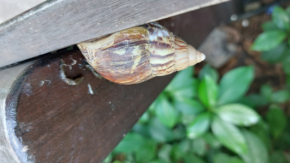 Snail