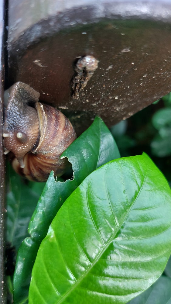 Snail eyes