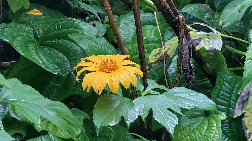 Japanese Sunflower