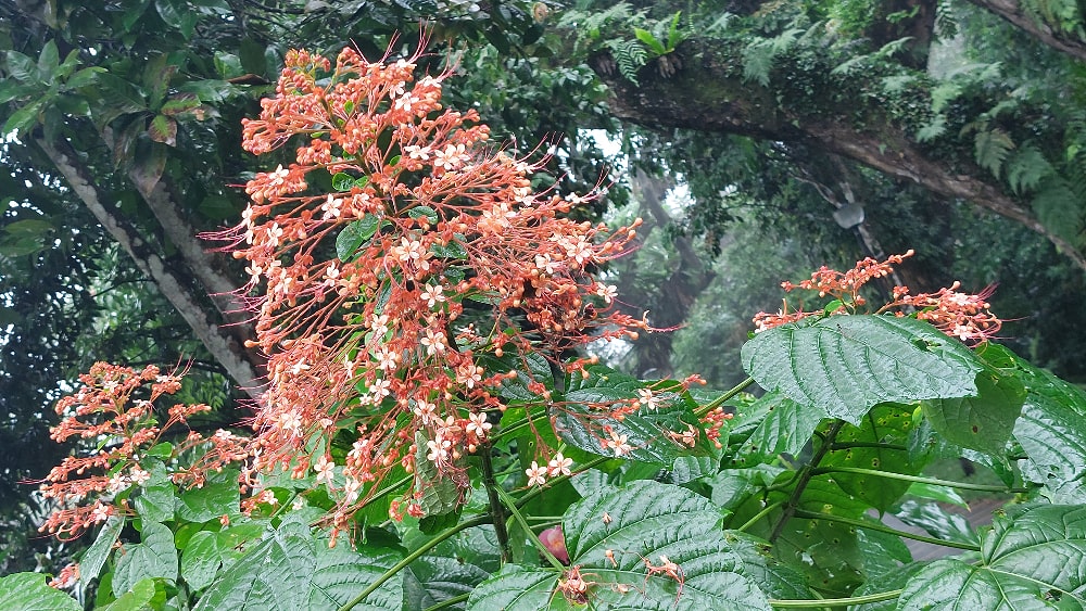 Clerodendrum Paniculatum L