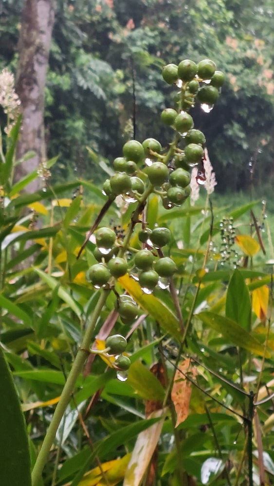 Green Berries