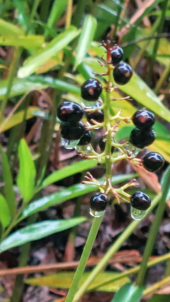 Berries Orange Black