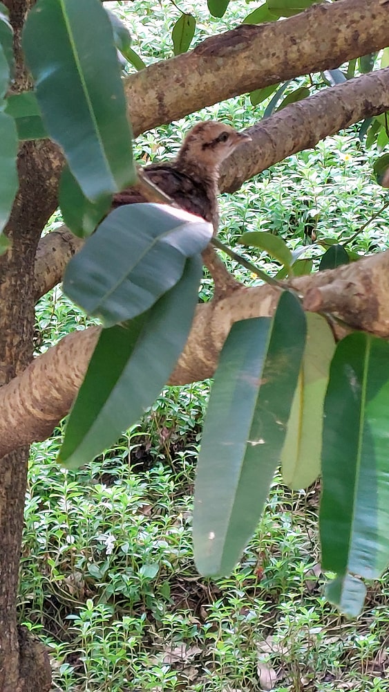 Bird in Tree