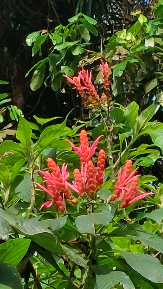 Daily Walk Red Flowers