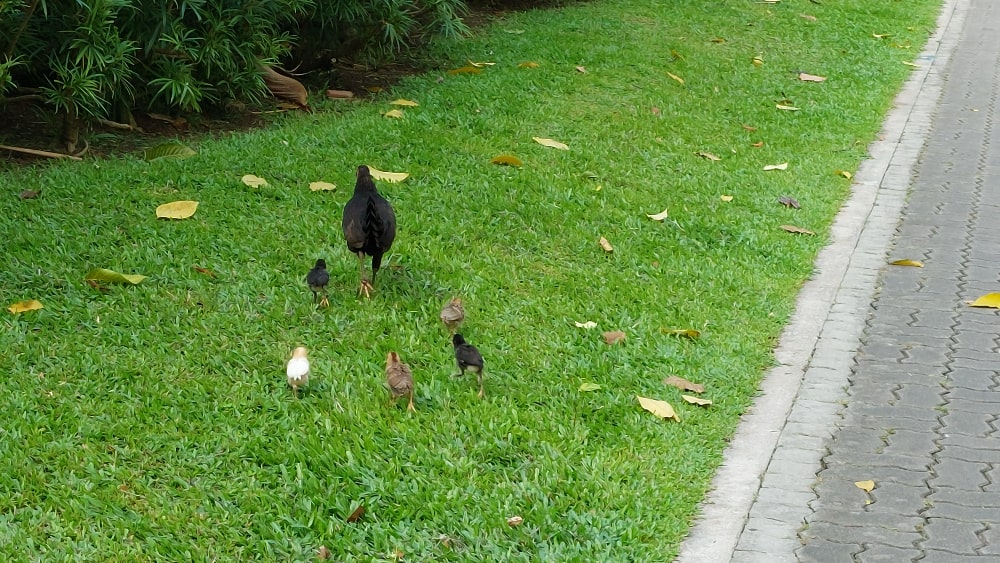 Five Chicks