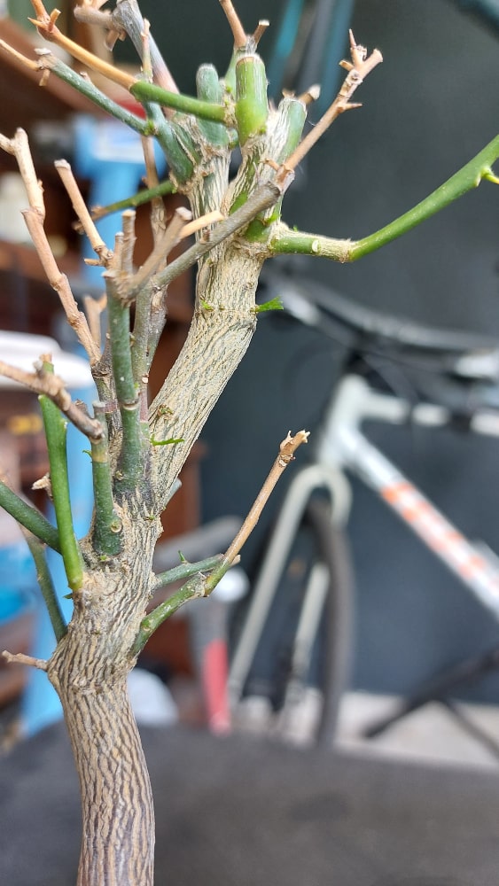 Citrus Bonsai Rebirth