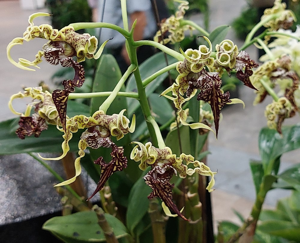 Black Curly Orchid