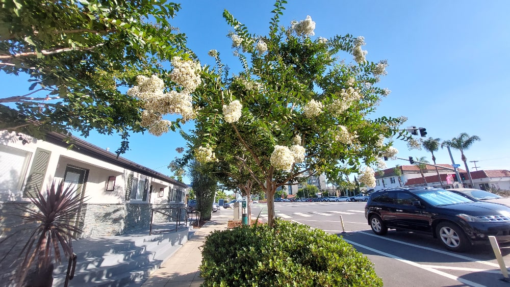 Need Tree ID