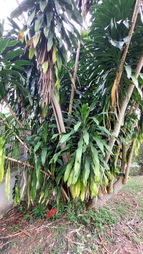 Cane Plant