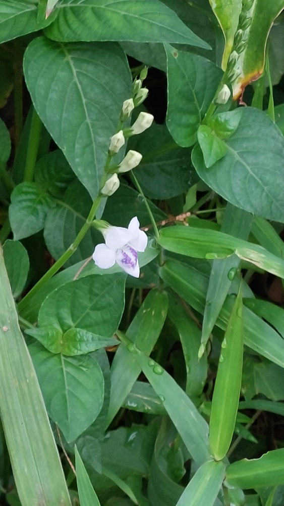 Chinese Violet