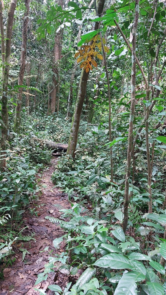 Muddy Trail Blocked