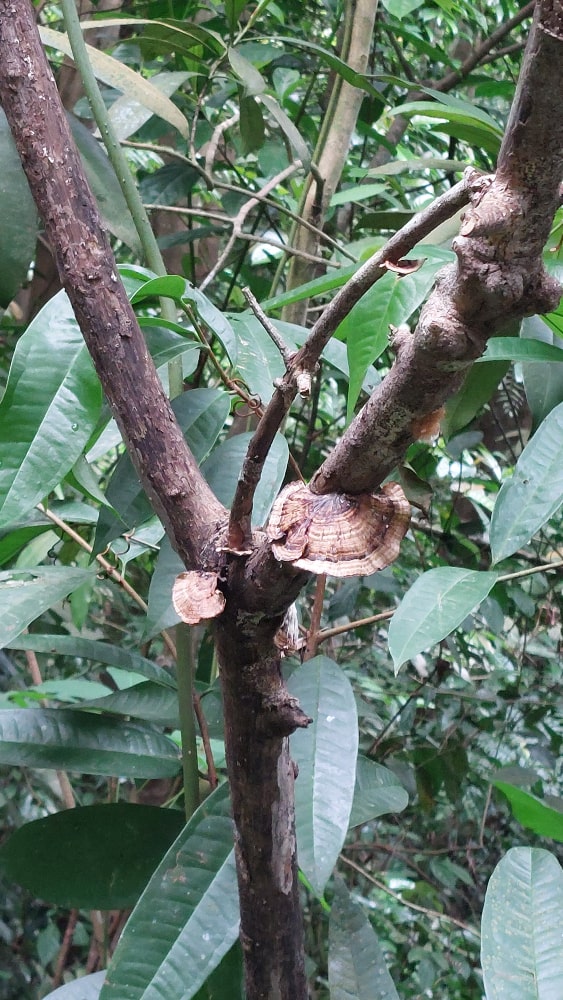 Mushroom on Tree