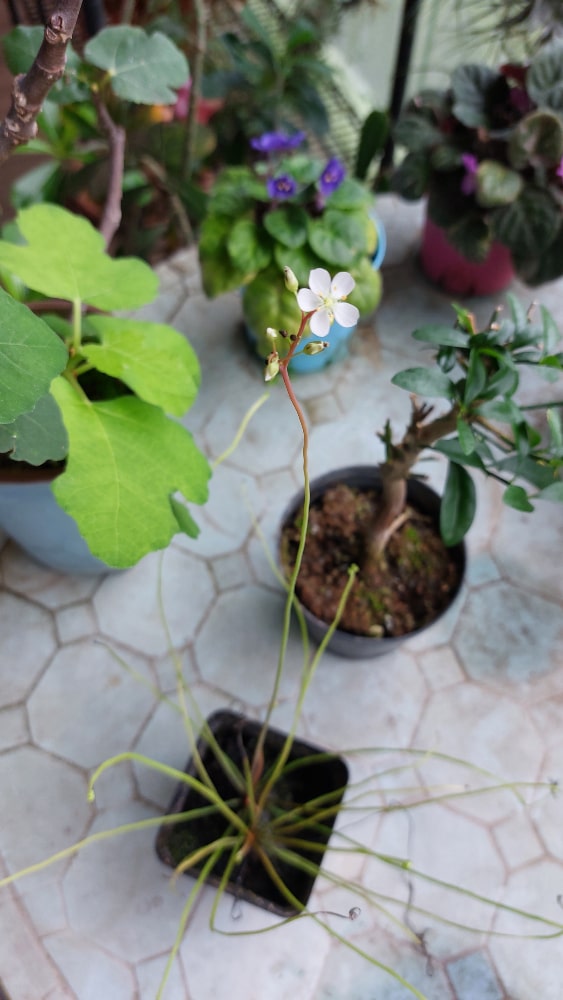 Drosera Binata