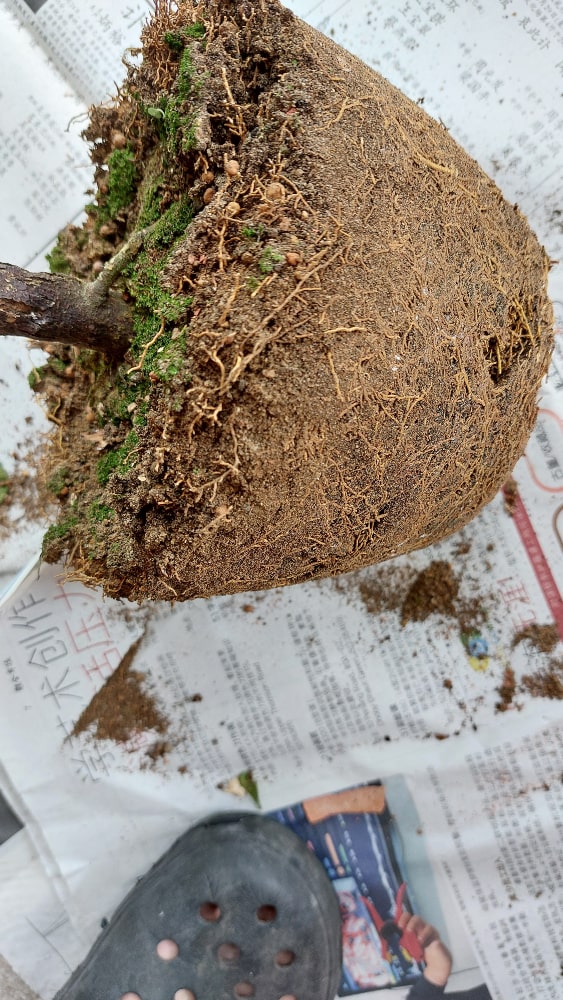 Compacted Root ball