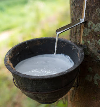 latex flowing from rubber tree