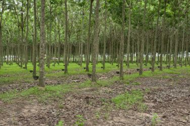 Rubber Trees: A Tale of 2 Henrys