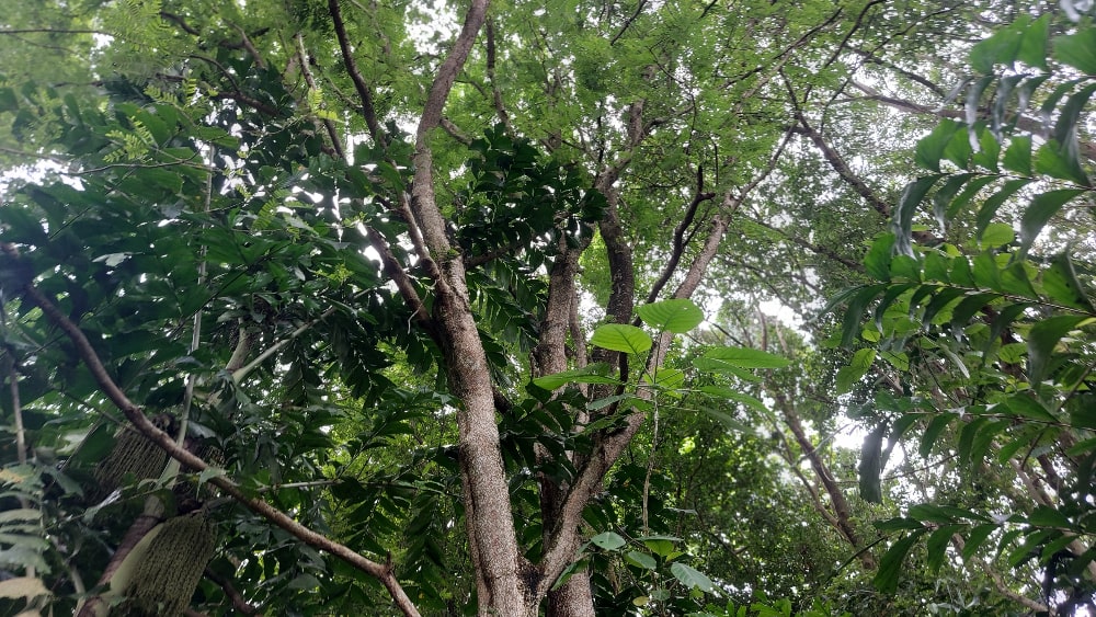 Tamarind tree
