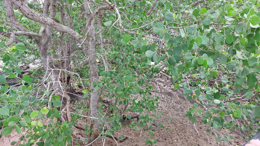 Mangrove swamps