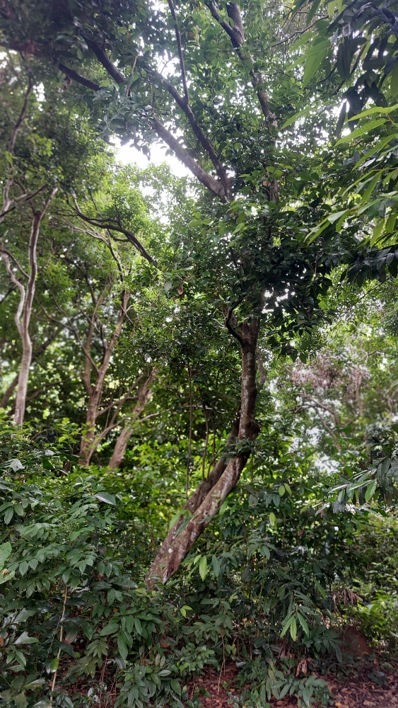 Cinnamon tree