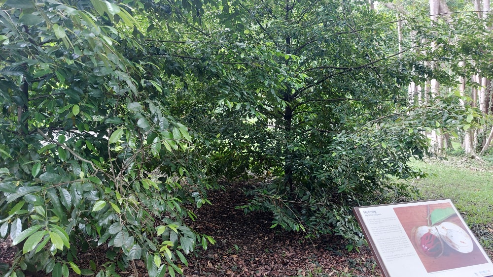 Nutmeg tree & sign