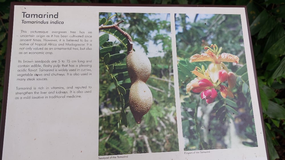Tamarind sign