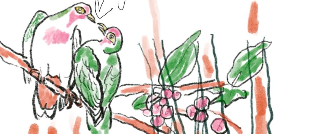 Jambu dove