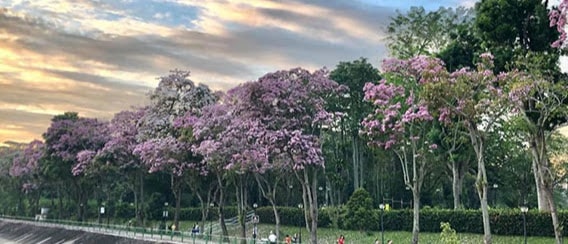 Trumpet Trees Ulu Pandan