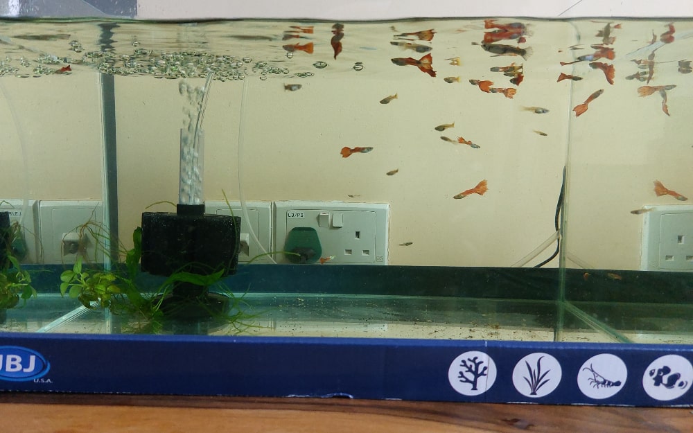 Save The Fish!
