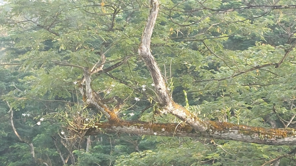 Tree Orchids