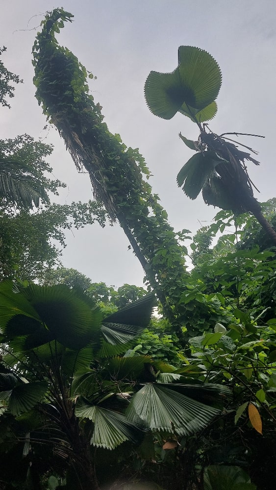 Tree Smothered Vine