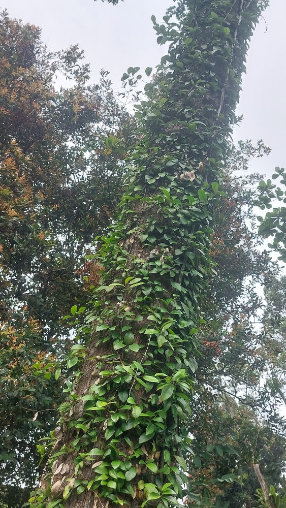 Vine Almost Top