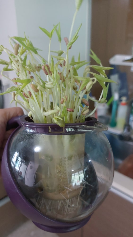 Lunch sprouts