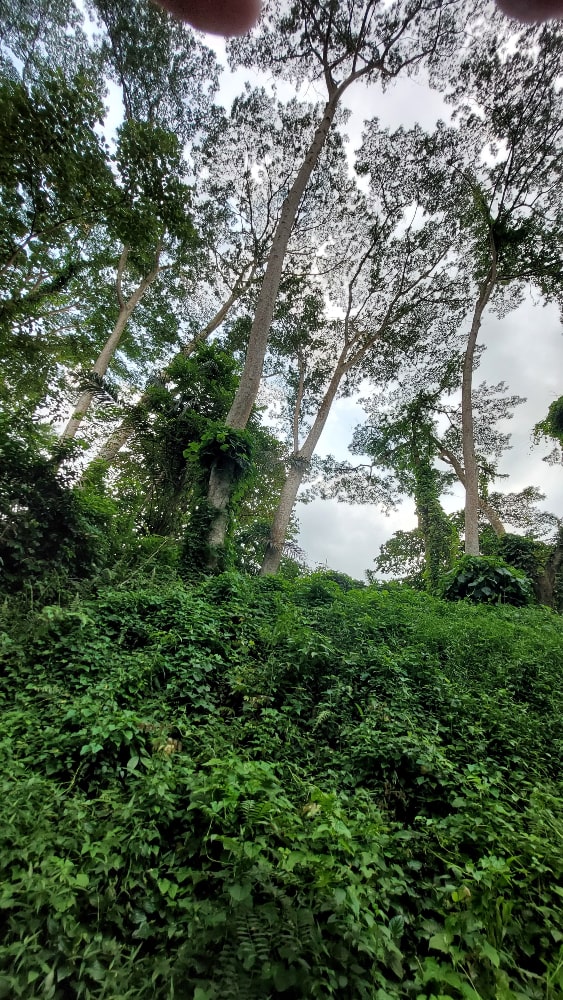 Greenery