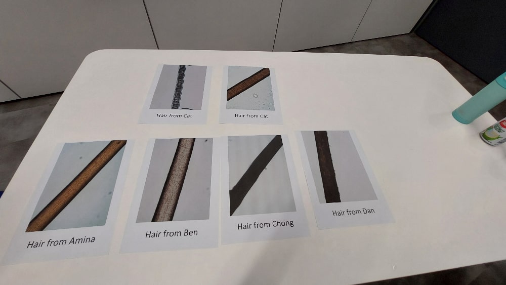 Hair Samples