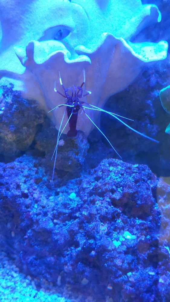Banded Shrimp
