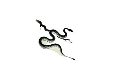 The Year of the Wood Snake is Coming…