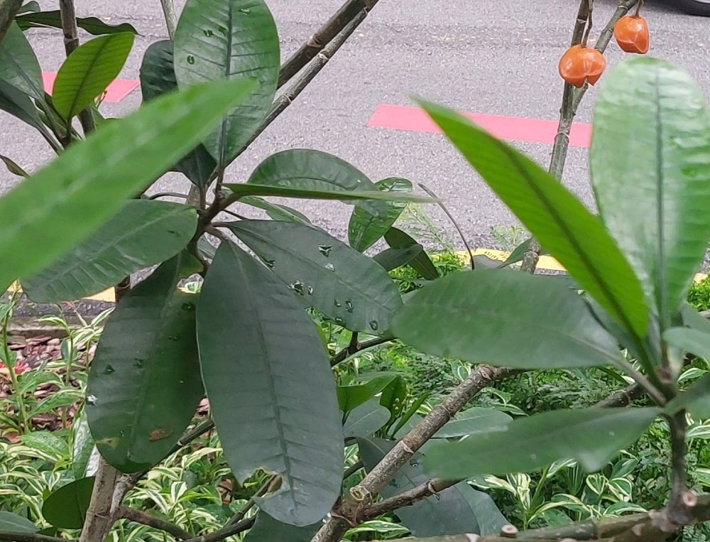 Orange Fruit