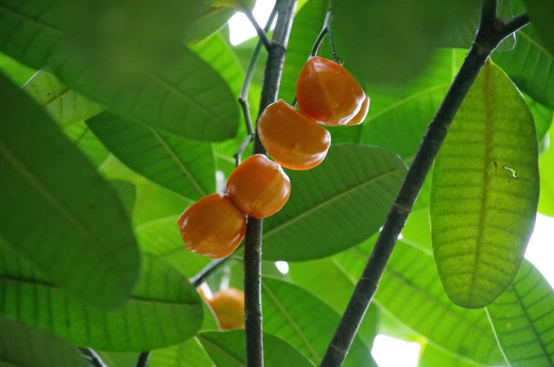 Orange Fruit