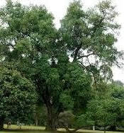 Tembusu Tree
