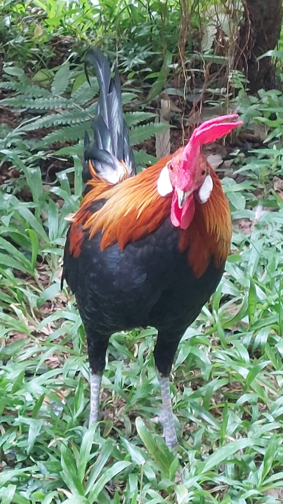 White Cheeked Chicken