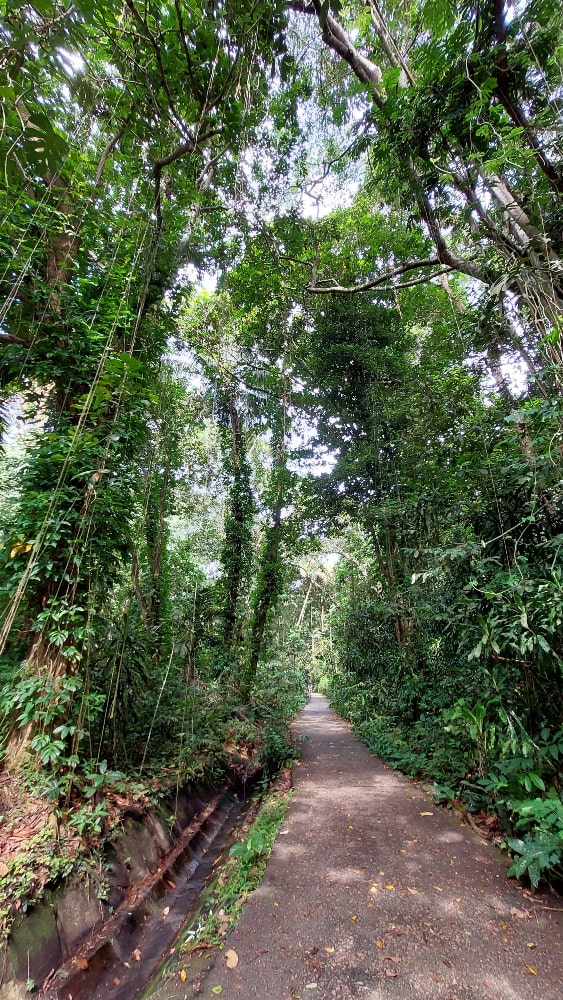 Lone Walk Path