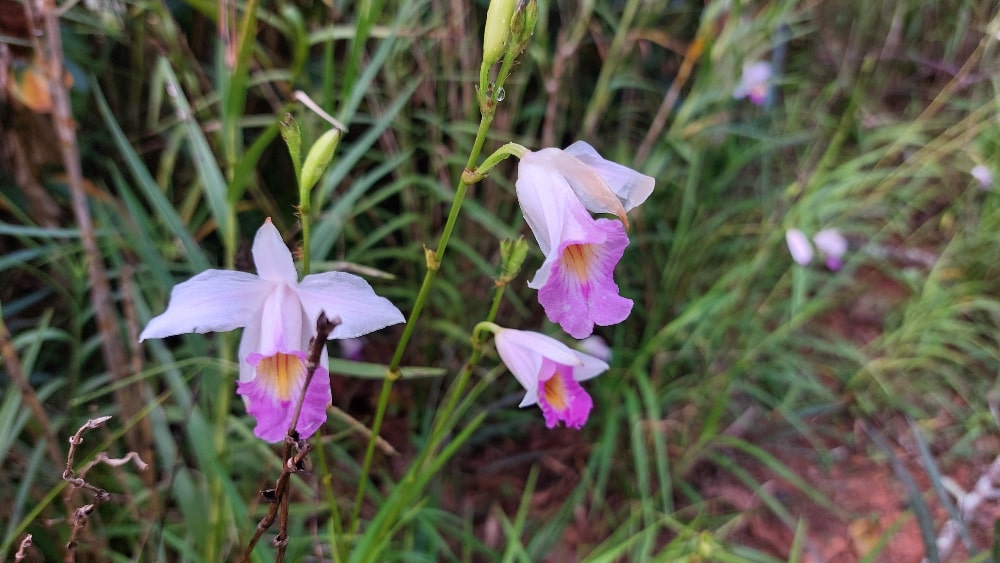 Wild Orchids