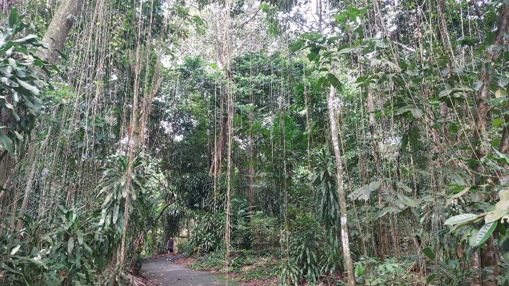 Banyan Tree Aerial Roots