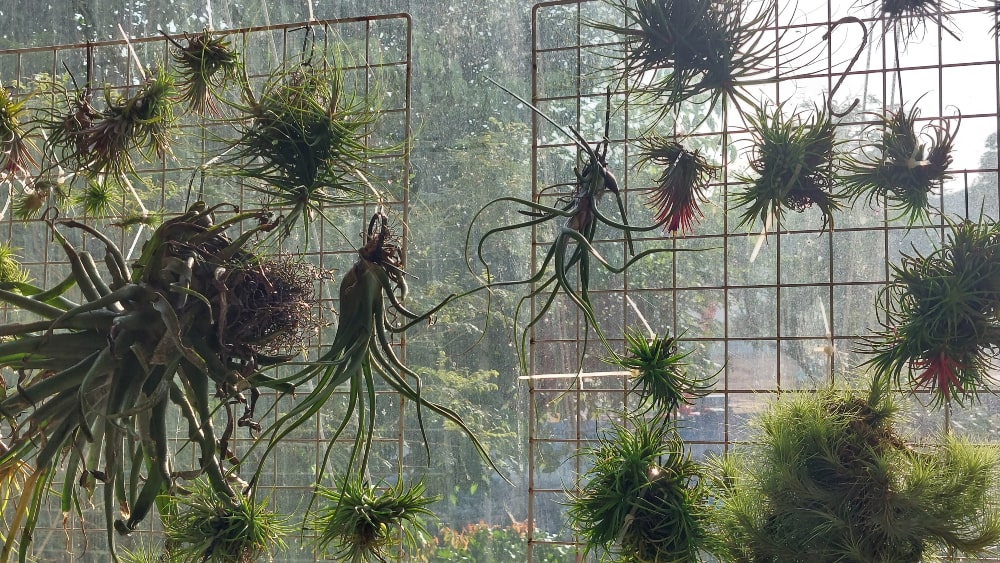 Airplants and rain