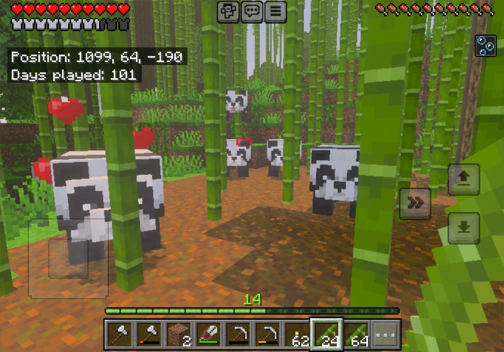 Panda cubs