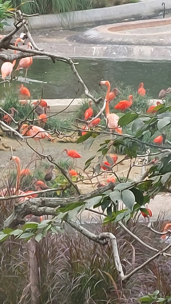 Flamingoes Ibis