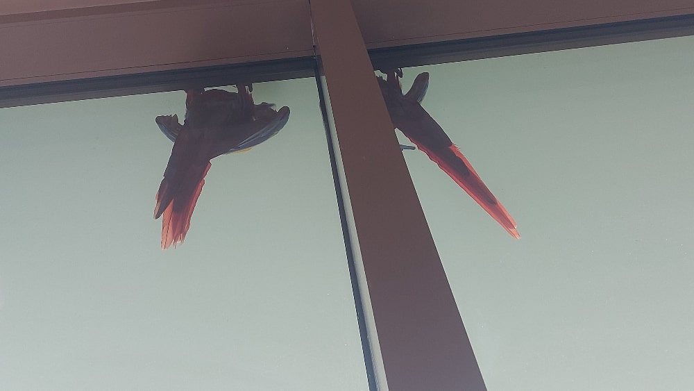 Parrots on Window