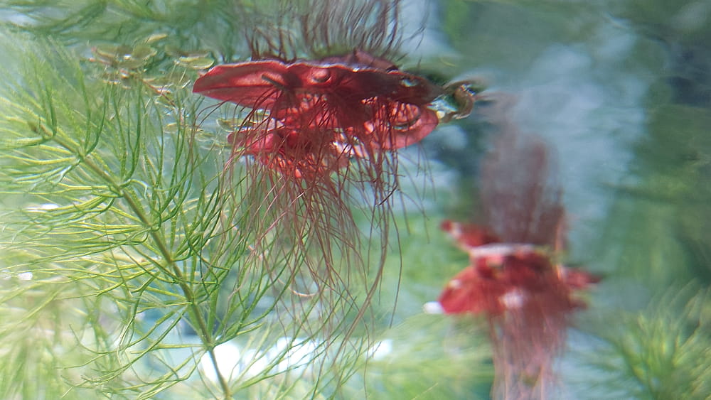 New Stuff & Re-Newing Stuff