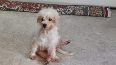 Sophia’s Lessons on Writing, Walking and How Wonderful Life Is