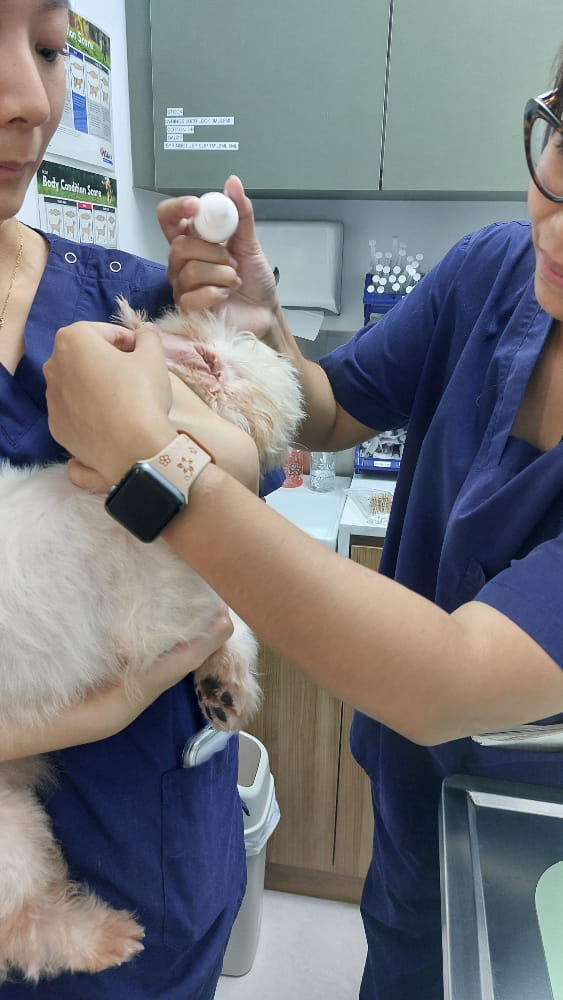 Sophia Ear Treatment